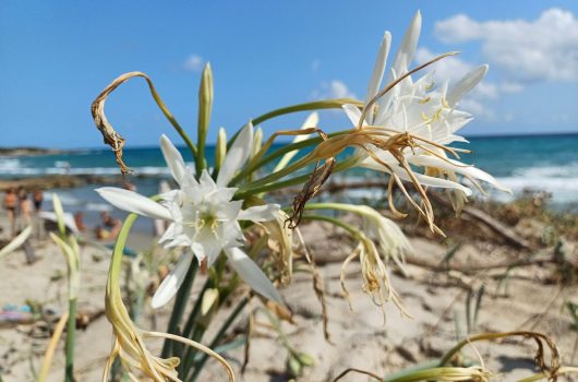 2 mia cerchi vulnerabilità (1)